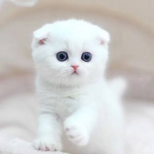 멀티비타민 보충제 다기능 정제 고양이와 개 천연 면역 지원 및 알레르기 완화 1