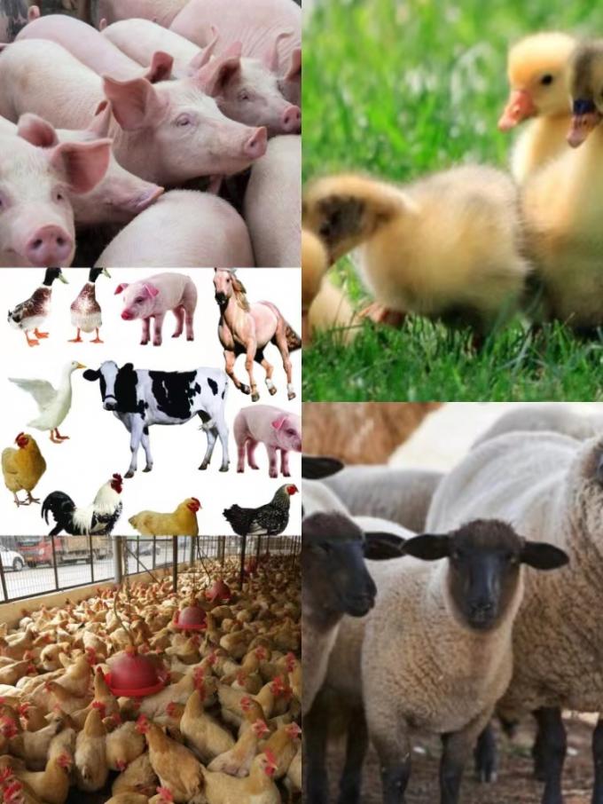 가축 및 가금류를 위해 B. natto의 배양을 가진 강화 된 복합 프로바이오틱스 식품 첨가물 1