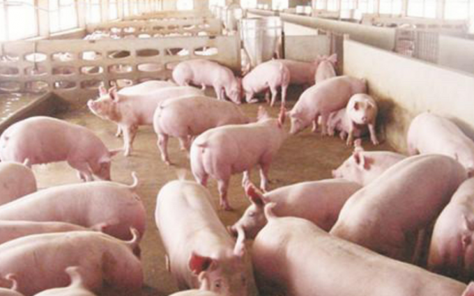 송아지, 망아지, 어린 양, 어린 염소 및 새끼 돼지를 위한 산성 단백질을 함유한 고품질 우유 대체제는 장 건강을 증진하고 비타민이 풍부합니다. 2